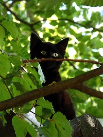 chat-verdure